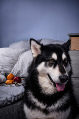 Alaskn malamute dog near bed