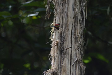 Cuidando el nido pájaro carpintero