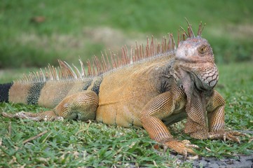 Iguana Atenta a los movimientos 
