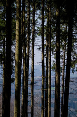 Obraz premium Look though the forest