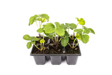 young strawberry plants in pots on white background