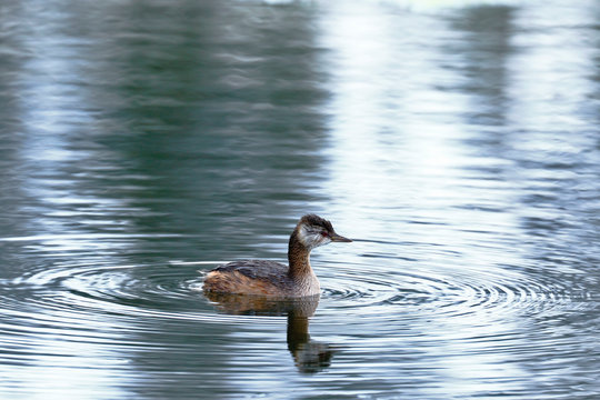Silvery grebe (Podiceps occipitalis) swimming over wetland in its natural environment.