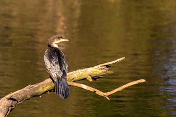 African darter bird perched on a branch beside water
