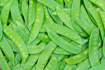 green snow pea pods background.