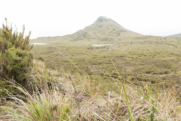 Chingaza, Colombia. Paramo landscape with frailejones, espeletia