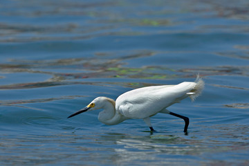 Obraz premium Snowy Egret (Egretta thula), copy taken in freedom