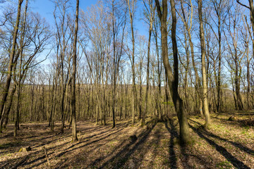 Hiking trail in the Naszaly mountain, Hungary