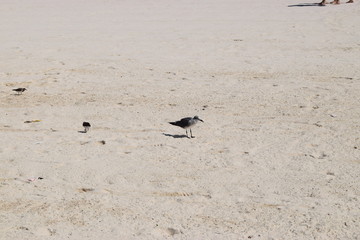 Pajaros, birds, playa, beach