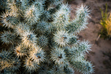 cactus close up