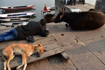 インドの世界遺産のワラーナシー　ガンジス川沿いのガート　昼寝をするインド人と野良犬と牛　川岸に停留する遊覧ボート