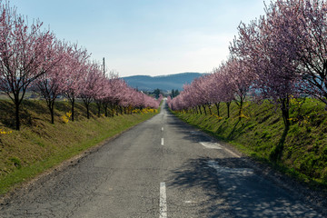 Blooming wild plum trees along the road in Berkenye, Hungary.