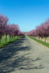 Blooming wild plum trees along the road in Berkenye, Hungary.