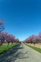 Blooming wild plum trees along the road in Berkenye, Hungary.