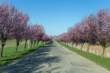 Blooming wild plum trees along the road in Berkenye, Hungary.