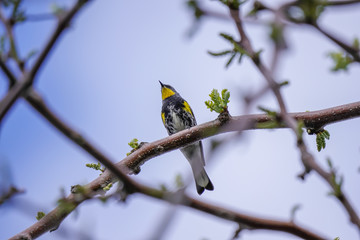 Beautiful bird on the plant tree 