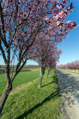 Fototapeta premium Blooming wild plum trees along the road in Berkenye, Hungary.