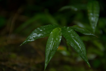 water drop on a leaf