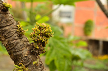 Forest, Nature, Day, Bee, Plants