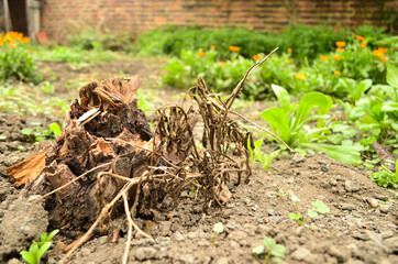 Forest, Nature, Day, Bee, Plants
