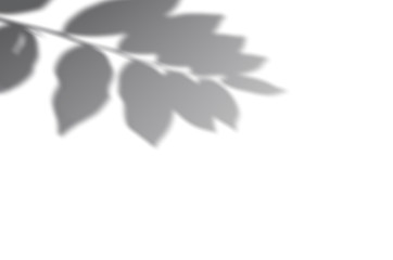 Obraz premium Summer background of shadows branch leaves on a white wall. White and Black for overlaying a photo or mockup
