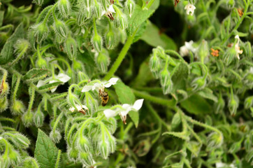 Forest, Nature, Day, Bee, Plants