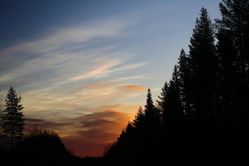 Nacreous clouds in the morning over forest silhouette