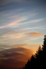 Fototapeta premium Nacreous clouds in the morning over forest silhouette