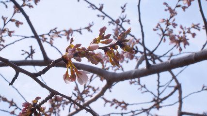 Cherry blossoms at Central Park New York