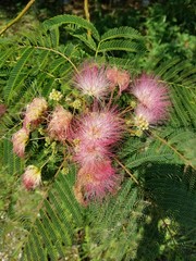 pink and yellow flowers