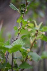 black currant flowers, closeup, blurred agricultural spring background.