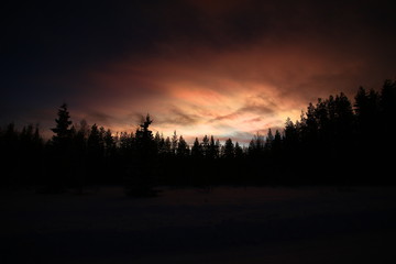 Obraz premium Nacreous and cumulus clouds in dusk over tree silhouettes