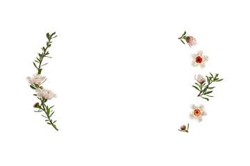 Fototapeta premium closeup of manuka tree flowers frame isolated on white background with copy space