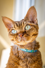 Devon rex © Kuba