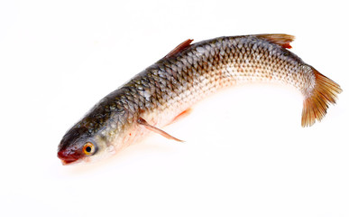 A fresh barracuda, on a white background