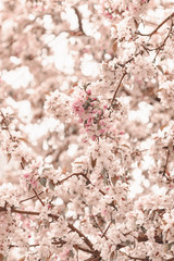 Blooming cherry sakura trees pink and white. Cherry blossoms. Denver city views during Spring time. Spring season. Beautiful bloom trees in park. Historical views. Pink and white petals on cherry tree