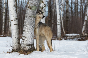 Fototapeta premium Grey Wolf (Canis lupus) Looks Sideways Between Trees Winter