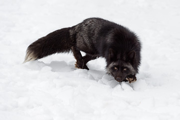 Silver Fox (Vulpes vulpes) Stares While Stepping Forward in Snow Winter