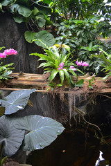 Exotic plants, Rainforest Pyramid, Moody Gardens, Galveston island, texas