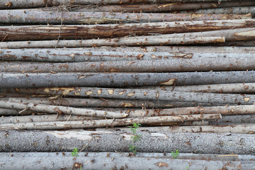 felled tree trunks when felling in the forest