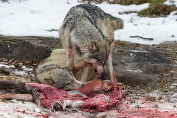 Grey Wolf (Canis lupus) Attempts to Push Dominent Wolf Away at White-Tail Deer Carcass Winter