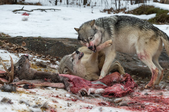 Grey Wolves (Canis lupus) Fight Over Mostly Consumed White-Tail Deer Carcass Winter