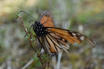 Fototapeta na wymiar Mariposa Monarca - Alas rotas