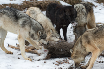 Pack of Grey Wolves (Canis lupus) Pull Fur Off White-Tail Deer Carcass Winter