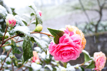
A beautiful rose with snow