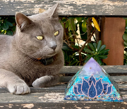 Gato azul ruso con pir&aacute;mide de Orgonita y flor de loto