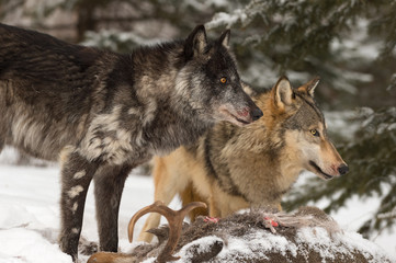 Black Phase and Grey Wolf (Canis lupus) Looks Right Over White-Tail Deer Carcass Winter