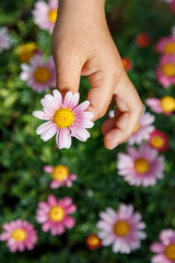 Hand of a girl picking a flower from a field of purple flowers