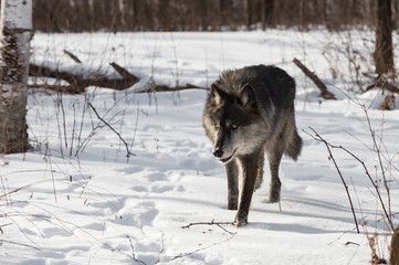 Black Phase Grey Wolf (Canis lupus) Steps Forward in Snowy Woods Winter