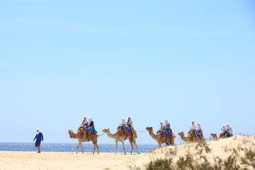 Paseo en camello