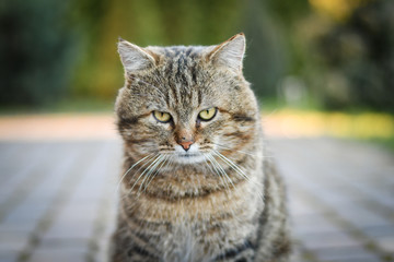 Portrait of adorable cat looking straight into the camera. Low DOF.